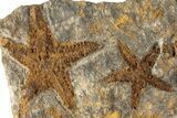 Two Ordovician Starfish (Petraster?) Fossils With Trilobite Heads #200189-1